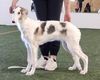 Profile picture of the animal