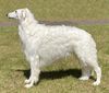 Profile picture of the animal