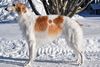 Profile picture of the animal