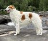Profile picture of the animal