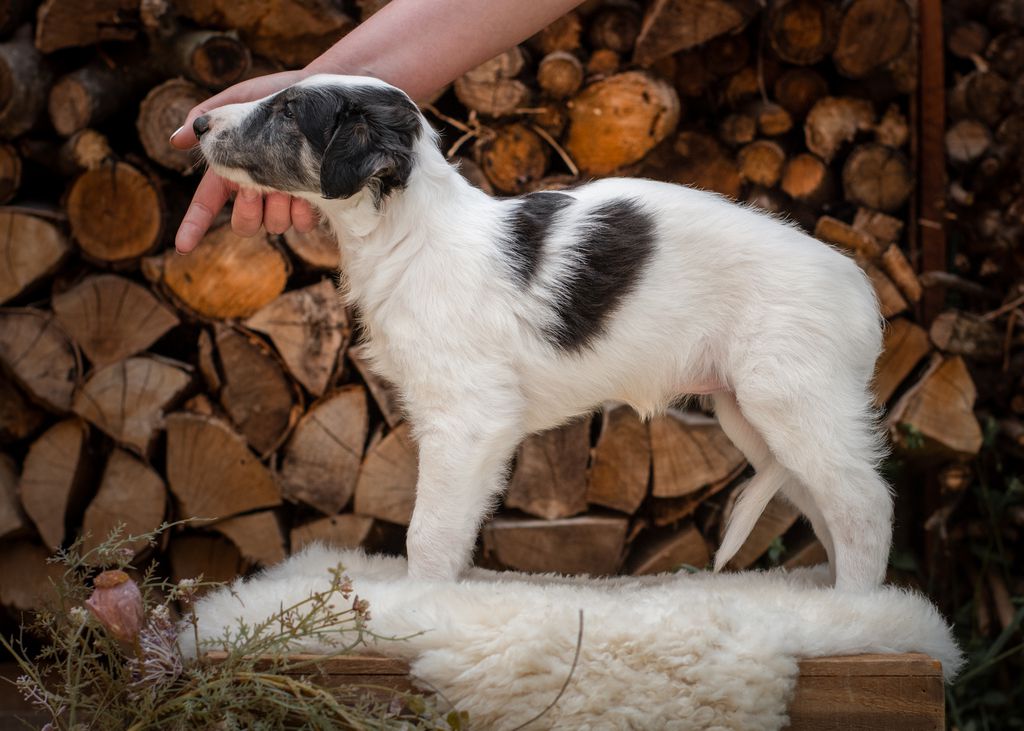 Borzoi - The Breed Archive