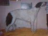 Profile picture of the animal