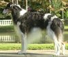 Profile picture of the animal