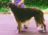 Profile picture of the animal
