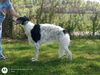 Profile picture of the animal