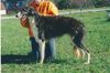 Profile picture of the animal