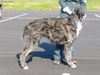 Profile picture of the animal
