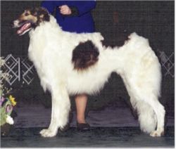 Profile picture of the animal