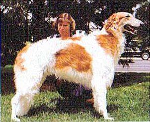 Profile picture of the animal