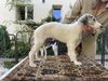 Profile picture of the animal