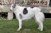 Profile picture of the animal