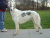 Profile picture of the animal