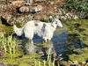 Profile picture of the animal