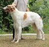 Profile picture of the animal