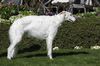 Profile picture of the animal