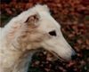Profile picture of the animal