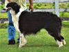 Profile picture of the animal