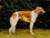 Profile picture of the animal
