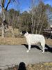 Profile picture of the animal