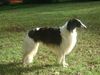 Profile picture of the animal