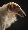 Profile picture of the animal
