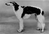 Profile picture of the animal