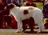 Profile picture of the animal