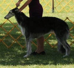 Fashion oxota borzoi