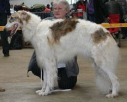 Profile picture of the animal