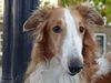 Profile picture of the animal