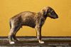 Profile picture of the animal