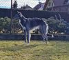 Profile picture of the animal
