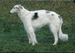 Profile picture of the animal