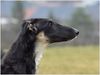 Profile picture of the animal