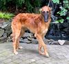 Profile picture of the animal