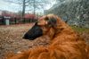 Profile picture of the animal