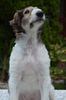 Profile picture of the animal