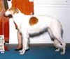 Profile picture of the animal