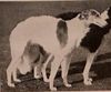 Profile picture of the animal