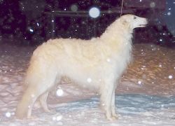 Profile picture of the animal