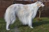 Profile picture of the animal