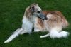 Profile picture of the animal