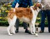 Profile picture of the animal