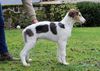 Profile picture of the animal
