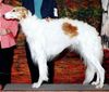 Profile picture of the animal