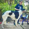 Profile picture of the animal