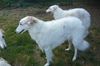 Profile picture of the animal