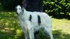 Profile picture of the animal