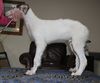 Profile picture of the animal