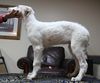 Profile picture of the animal